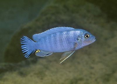 Pseudotropheus sp. 'socolofi nkolongwe' N'kolongwe